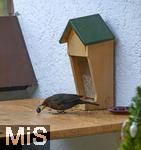 29.01.2026,  Winter in Bayern.  Bad Wörishofen im Unterallgäu.  Ein Amsel-Männchen (Turdus merula) auf dem Balkon an einem Futterhäuschen, der Vogel schnappt sich eine Blaubeere.