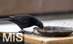 29.01.2026,  Winter in Bayern.  Bad Wörishofen im Unterallgäu.  Ein Amsel-Männchen (Turdus merula) auf dem Balkon an einer Vogeltränke.